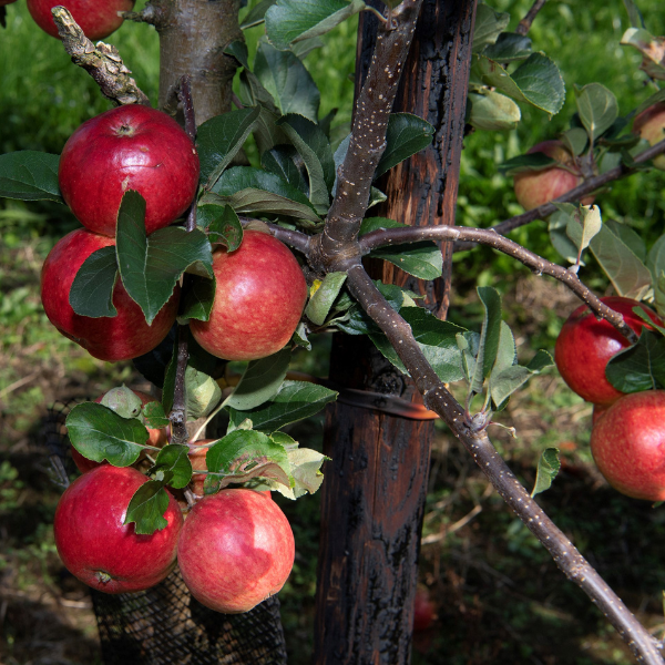 Photo of an apple tree